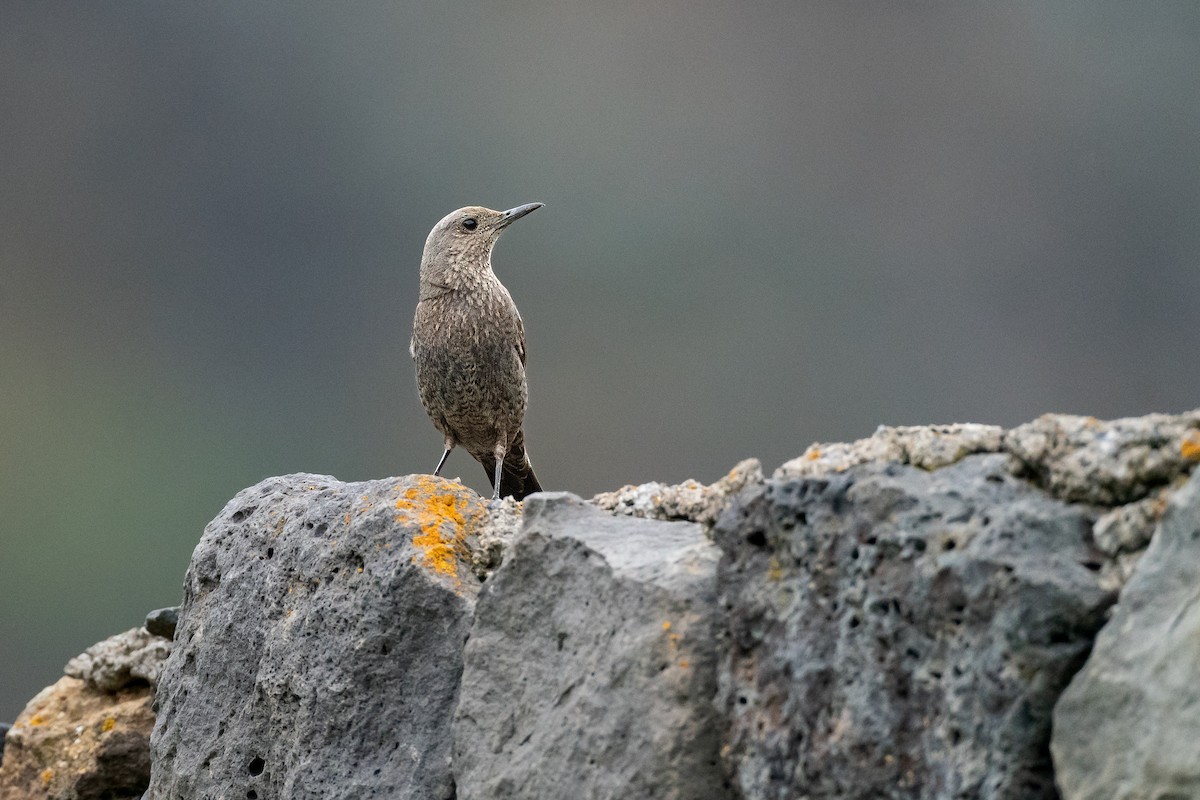 Blue Rock-Thrush - ML637916440
