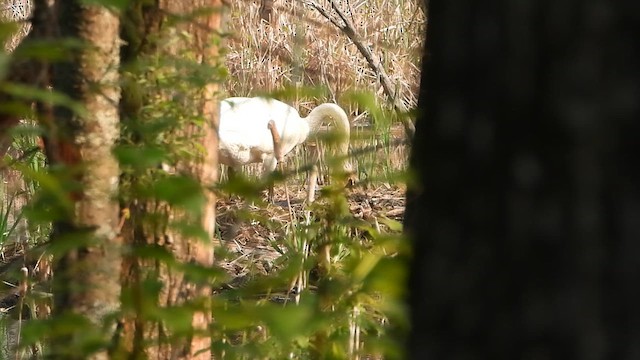 Trumpeter Swan - ML637916445