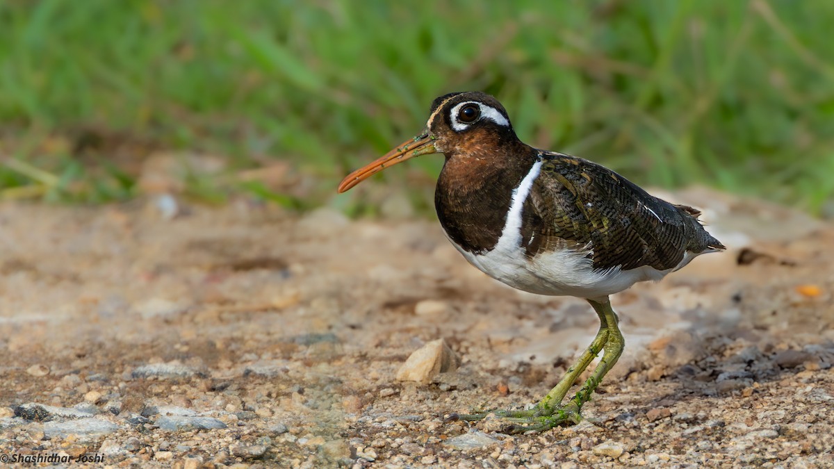 Greater Painted-Snipe - ML637916479