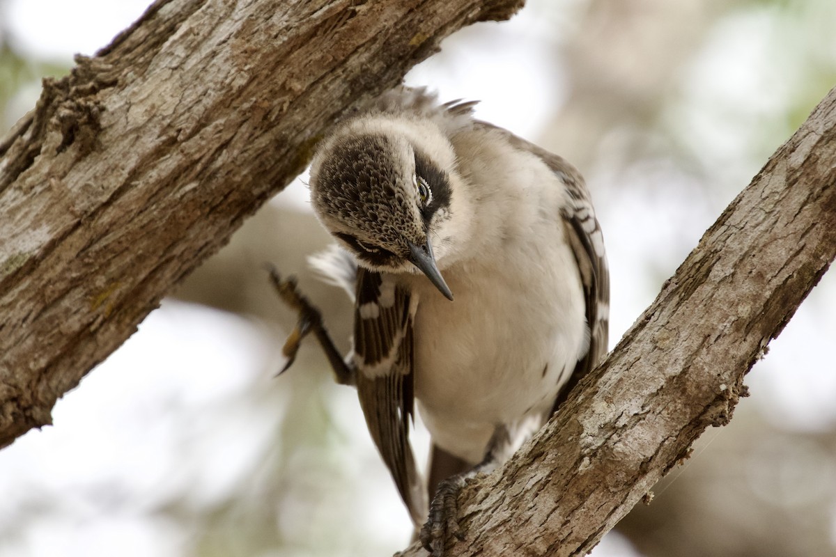Galapagos Mockingbird - ML637916483