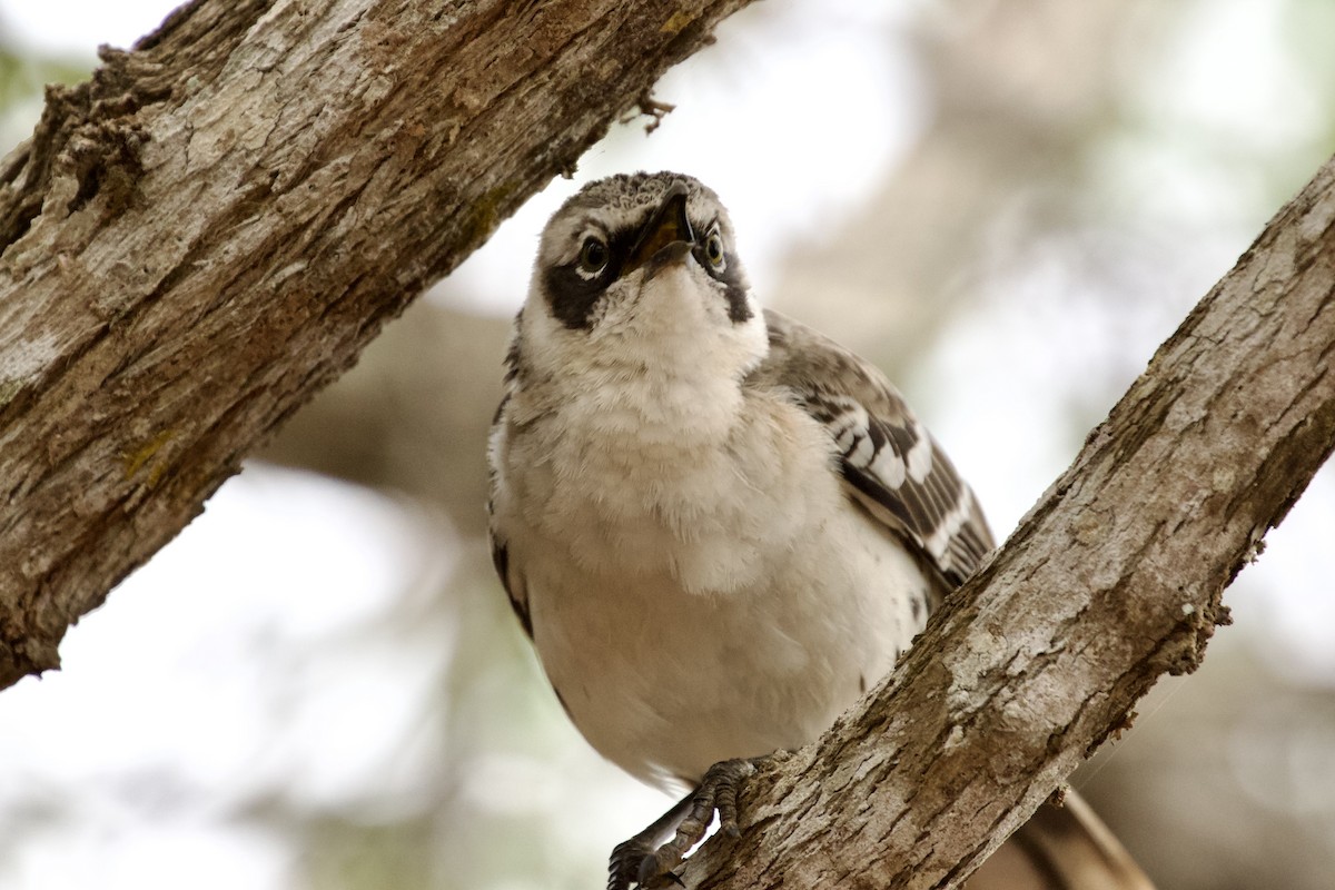 Galapagos Mockingbird - ML637916484