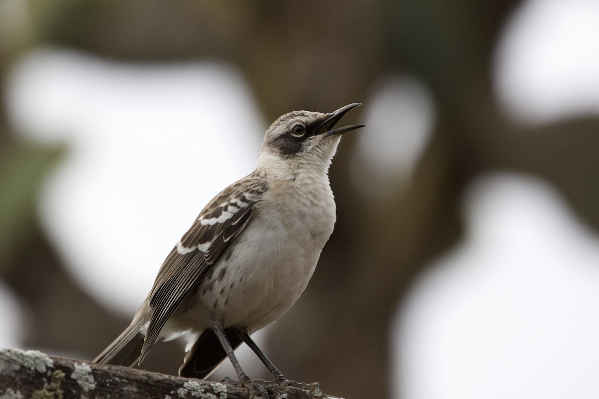 Galapagos Mockingbird - ML637916485
