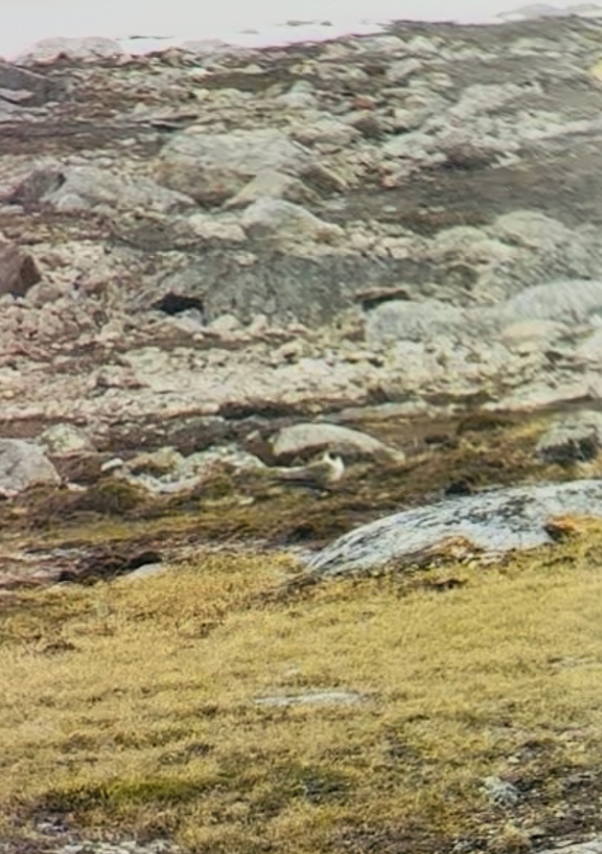 chaluha malá - ML637916503