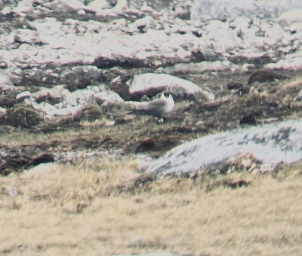 chaluha malá - ML637916504