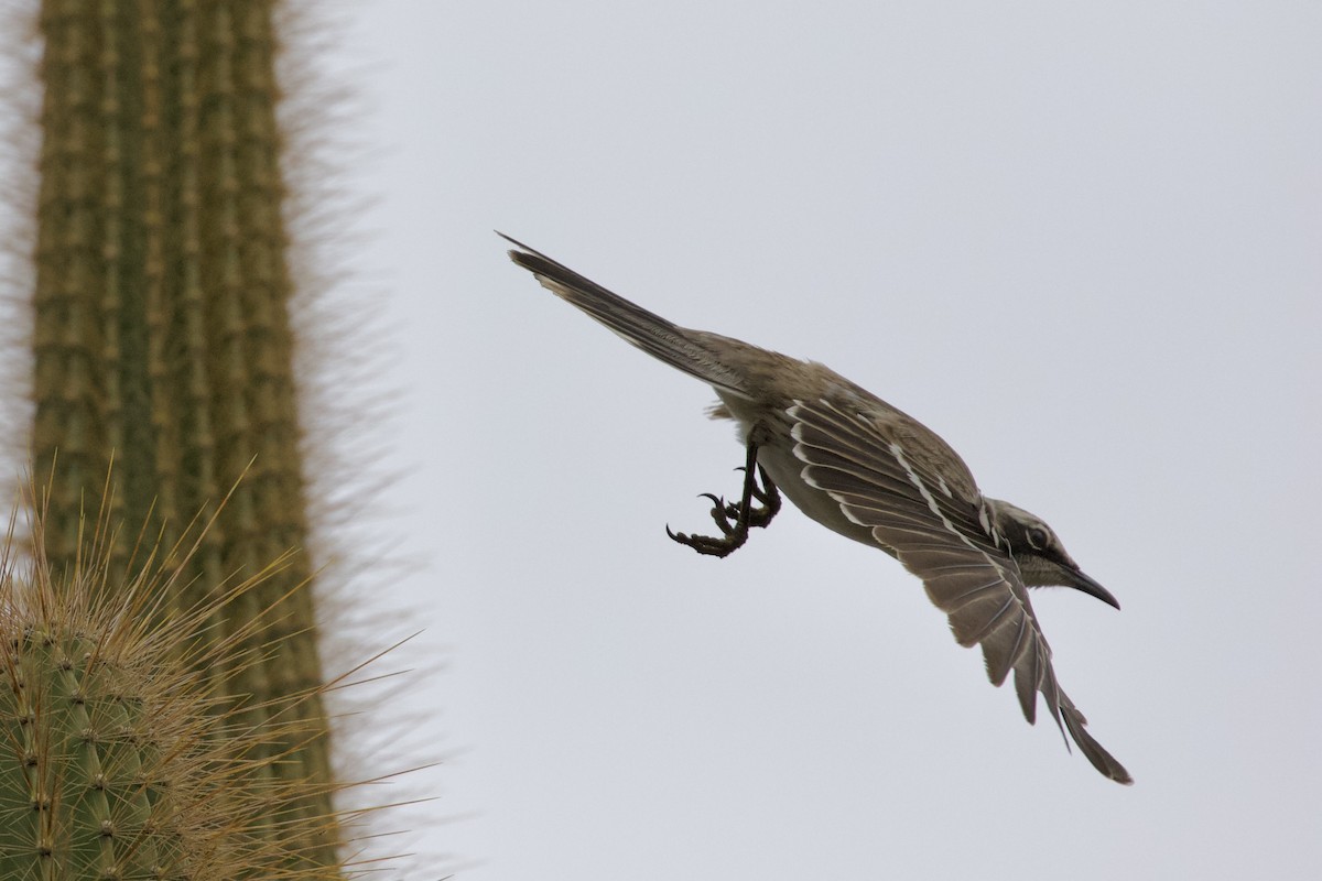 Galapagos Mockingbird - ML637916505