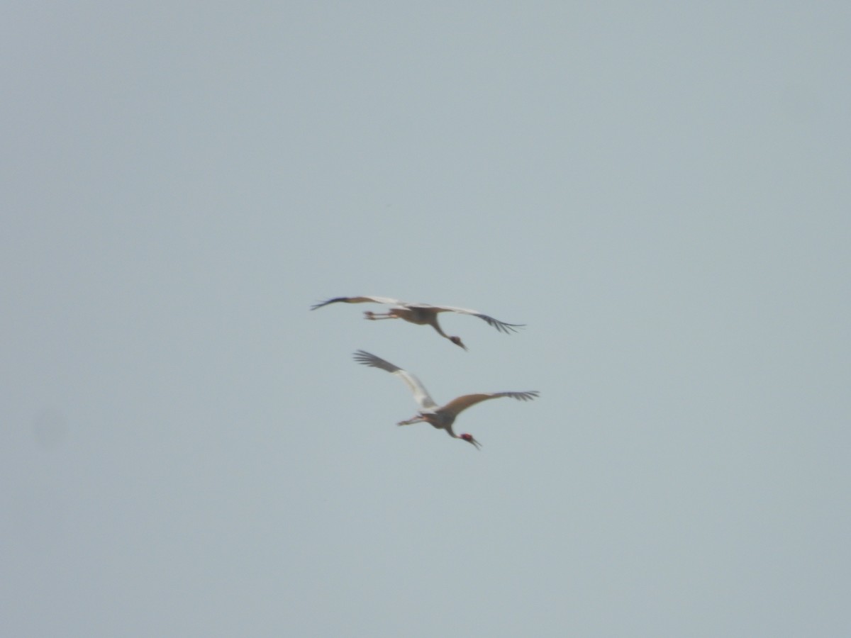Sarus Crane - ML637916525