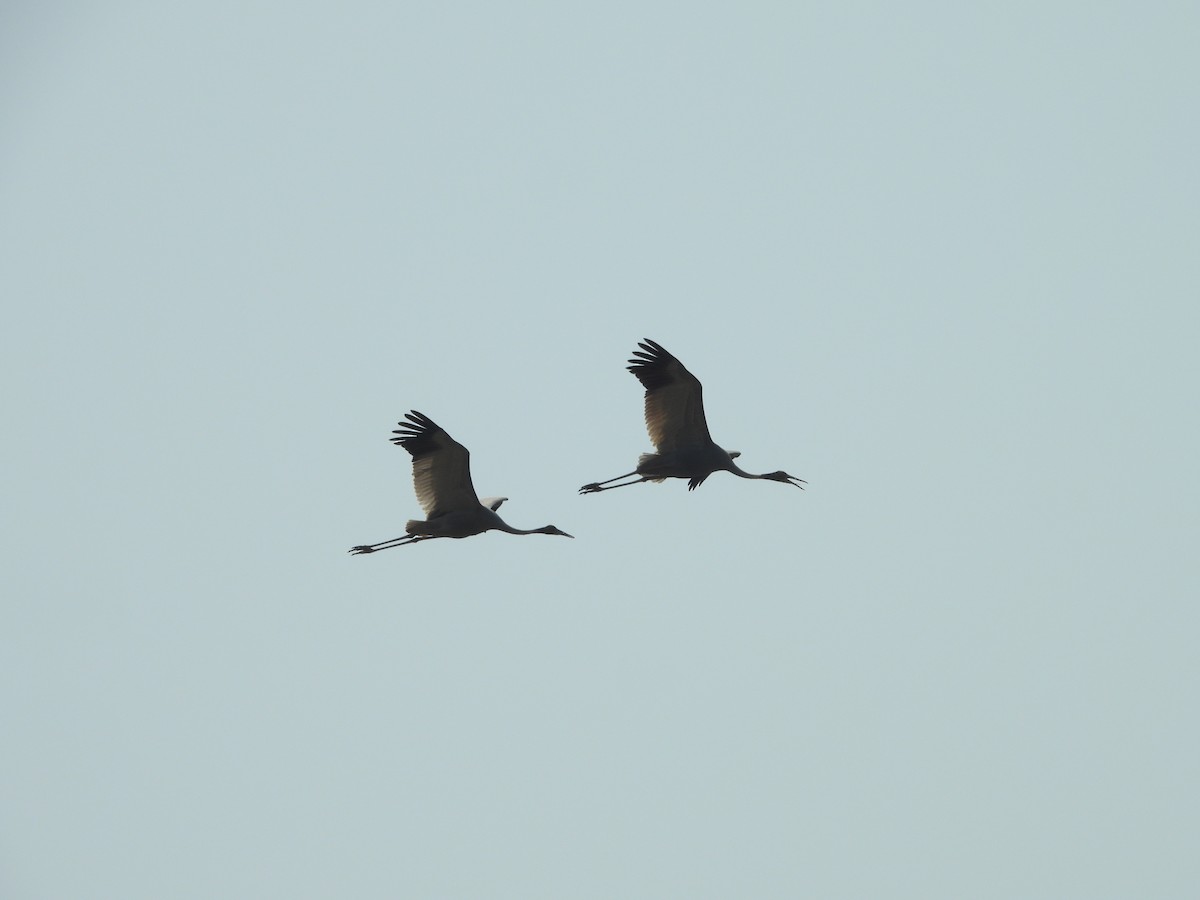 Sarus Crane - ML637916527