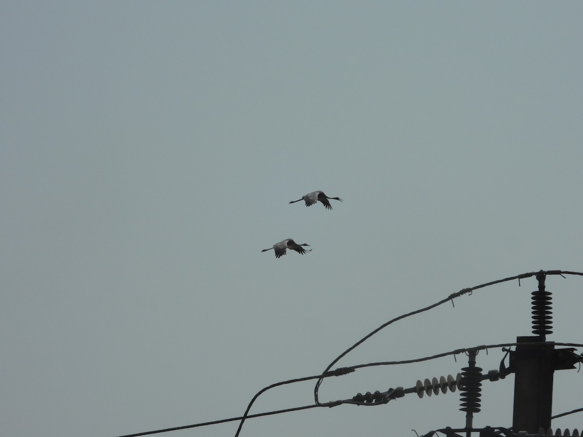 Sarus Crane - ML637916528