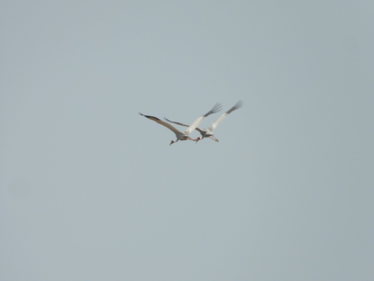 Sarus Crane - ML637916529