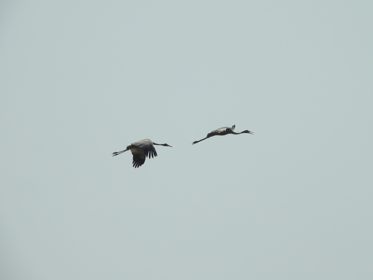 Sarus Crane - ML637916530