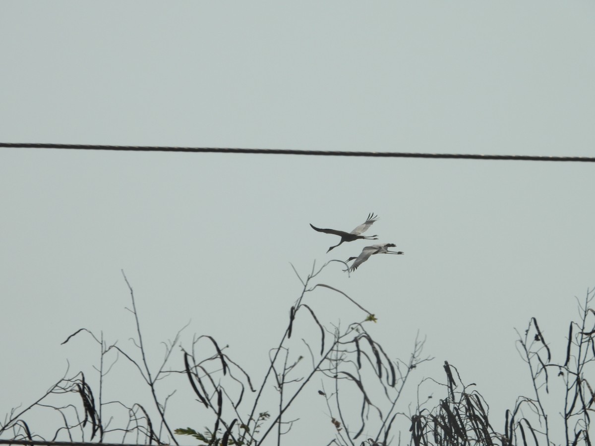 Sarus Crane - ML637916531