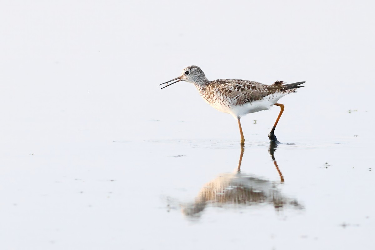 Lesser Yellowlegs - ML637916532