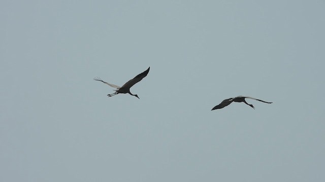 Sarus Crane - ML637916533