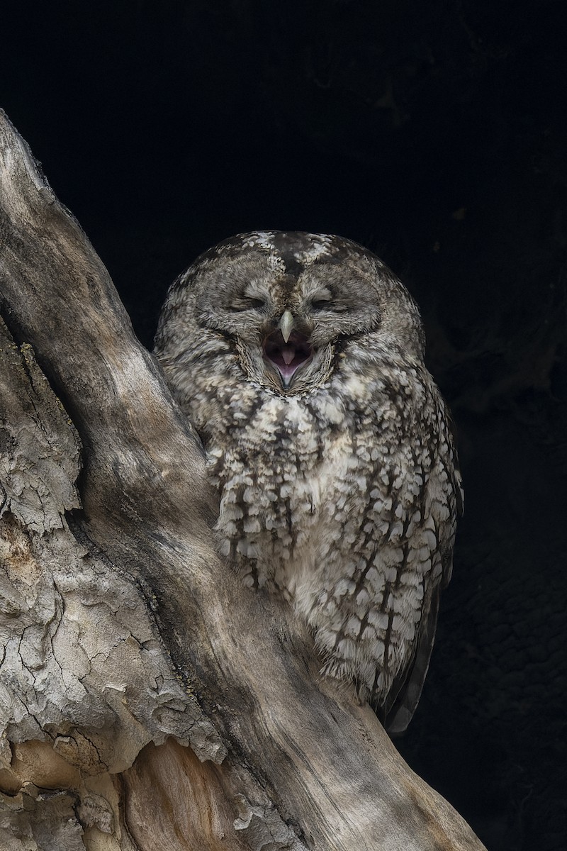 Tawny Owl - ML637916572