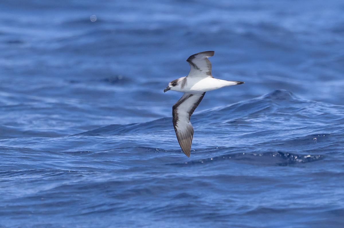 Black-capped Petrel (Dark-faced) - ML637916617