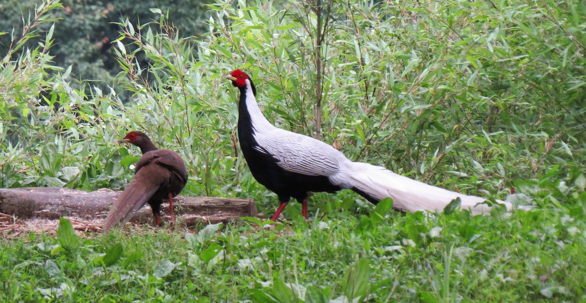 Silver Pheasant - ML637916641