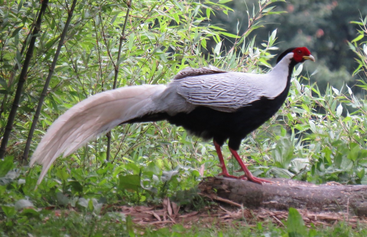 Silver Pheasant - ML637916642