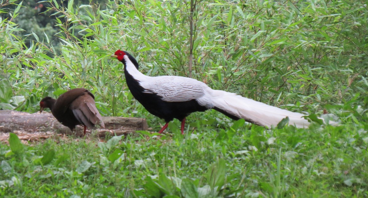 Silver Pheasant - ML637916643
