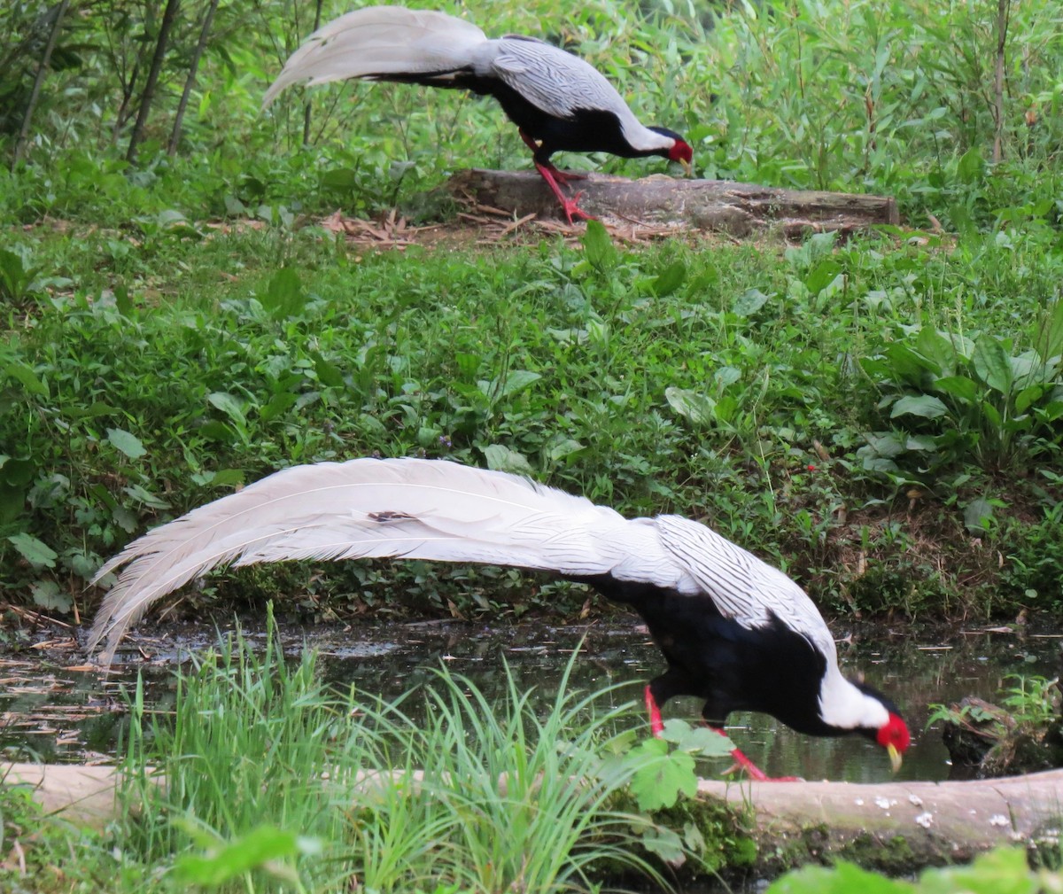 Silver Pheasant - ML637916645