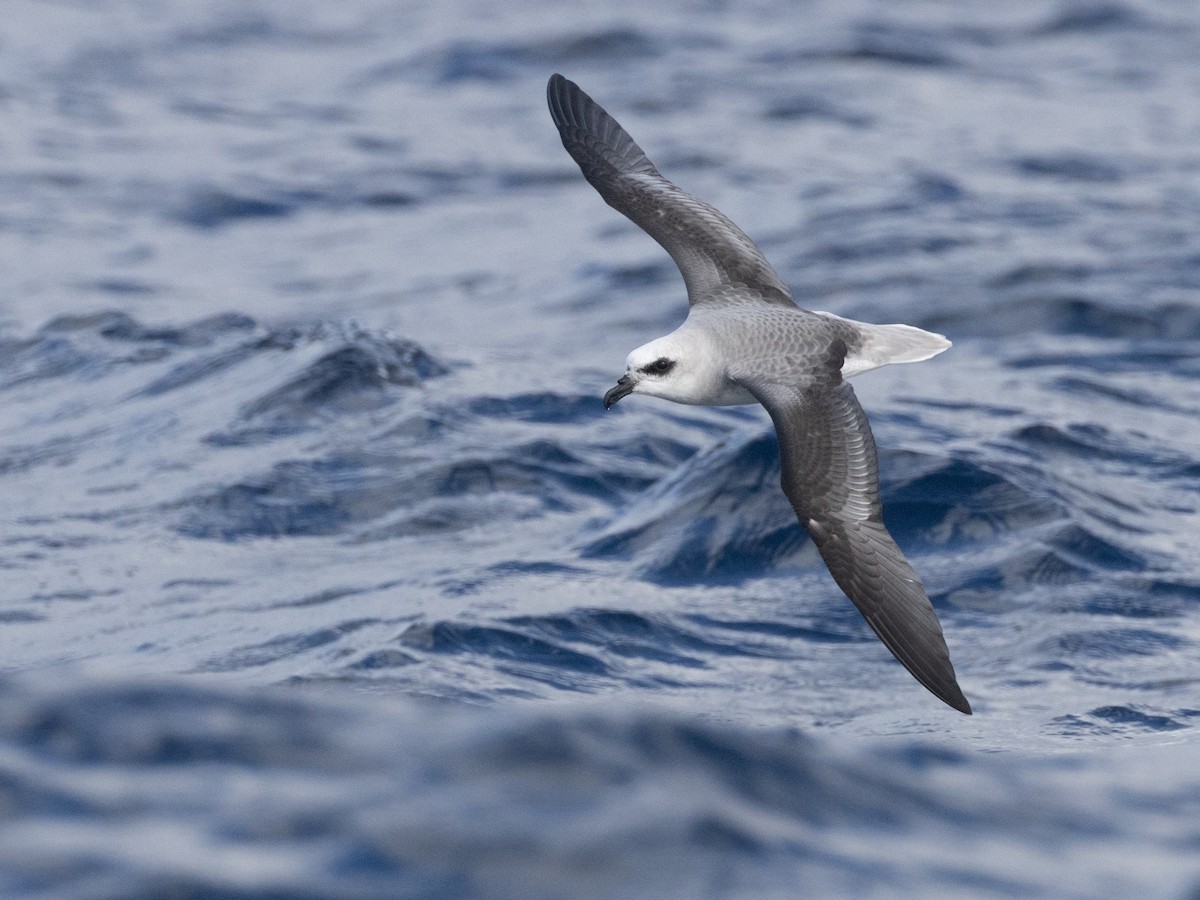 White-headed Petrel - ML637916668