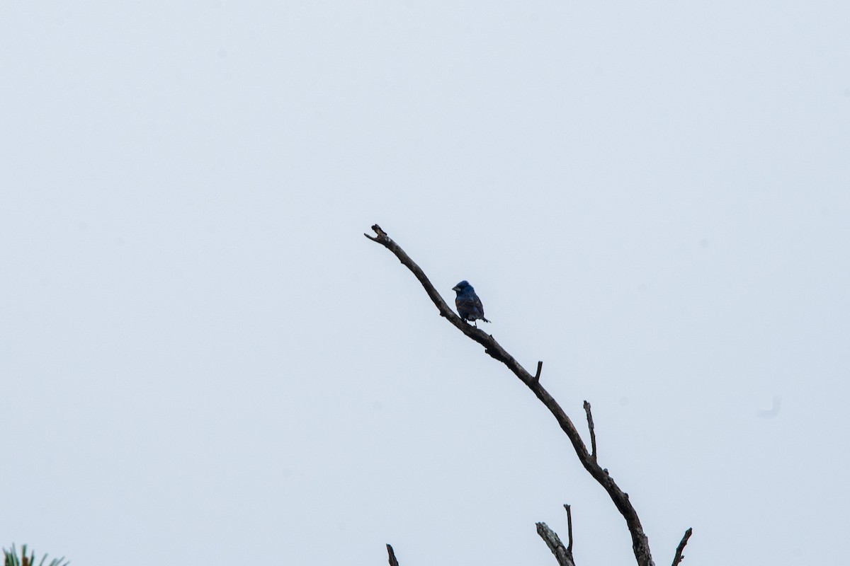Blue Grosbeak - ML637916689