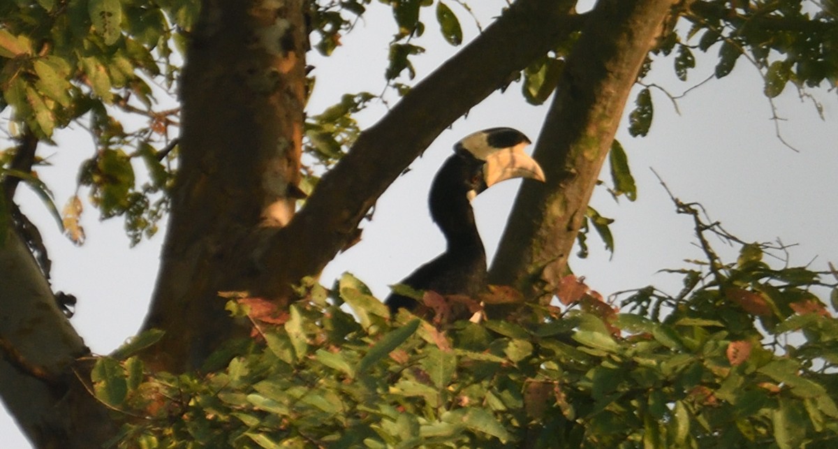 Malabar Pied-Hornbill - ML637916691