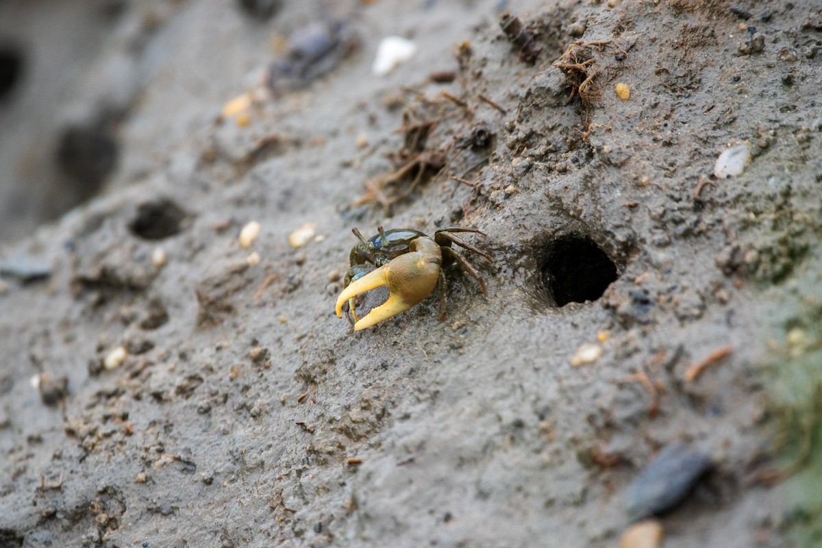 ghost crabs - ML637916707
