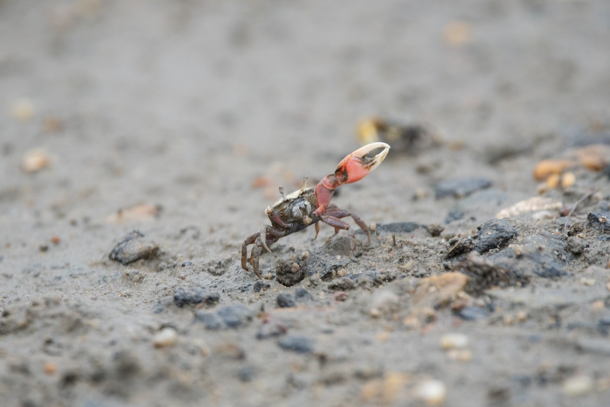 ghost crabs - ML637916708