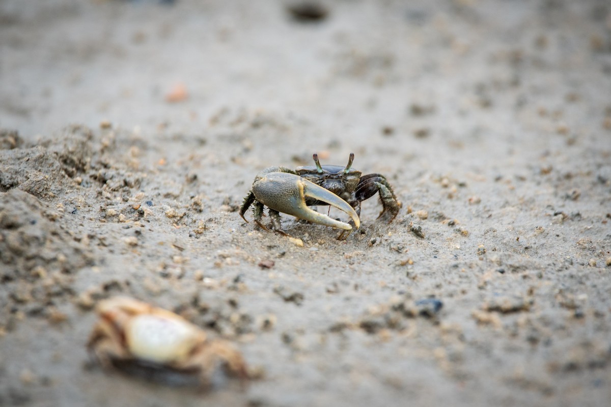 ghost crabs - ML637916709