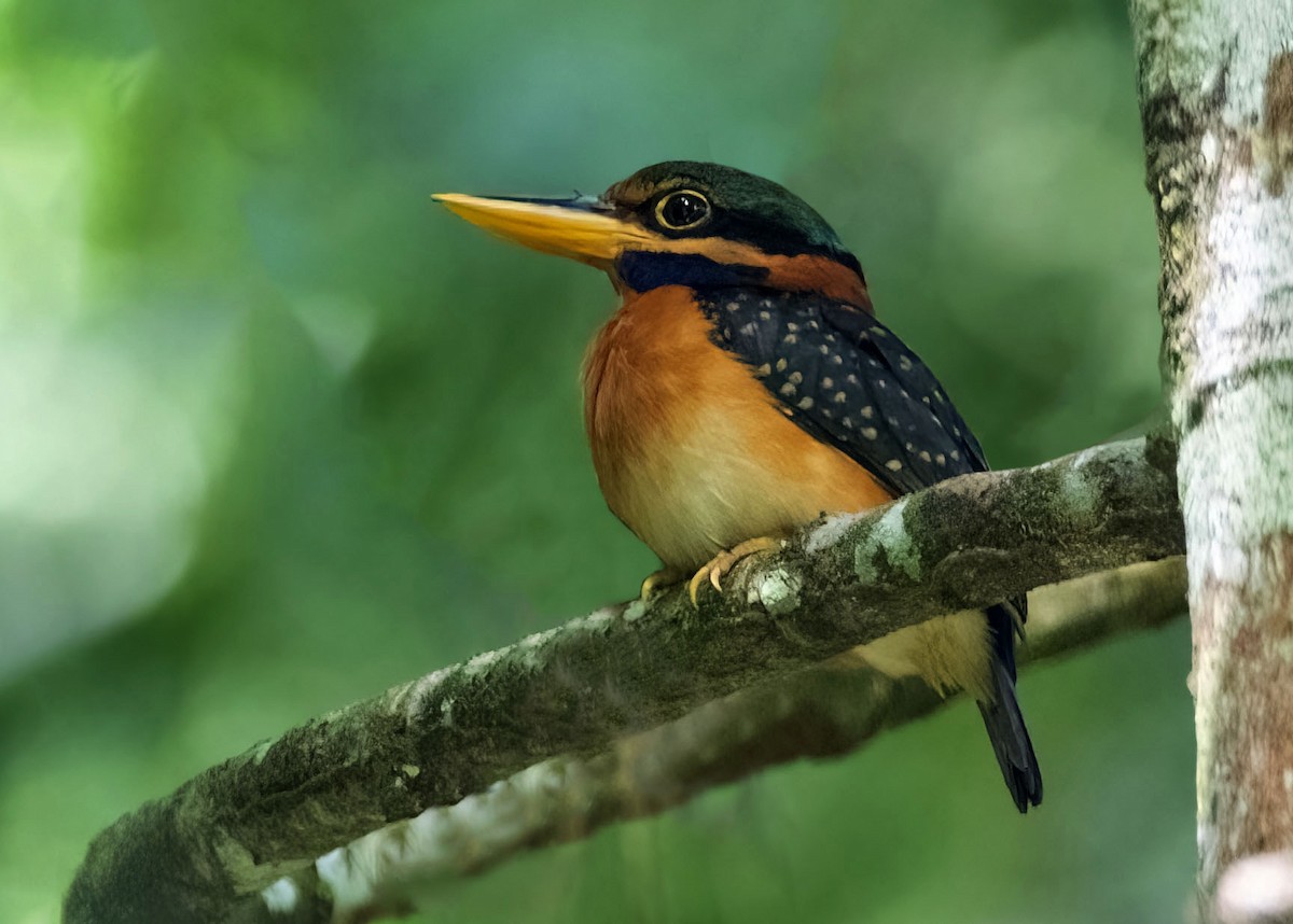 Rufous-collared Kingfisher - ML637916714