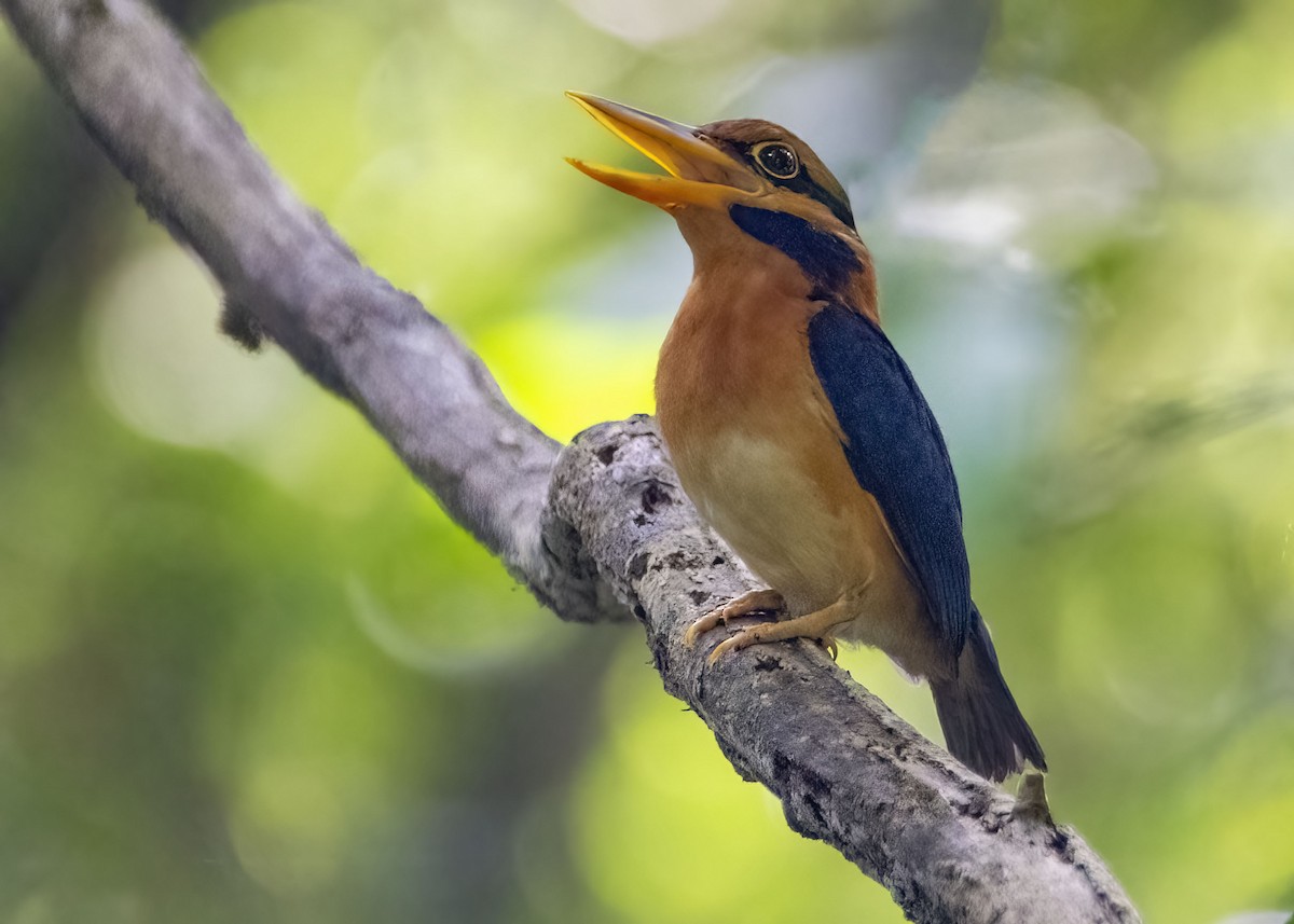 Rufous-collared Kingfisher - ML637916715