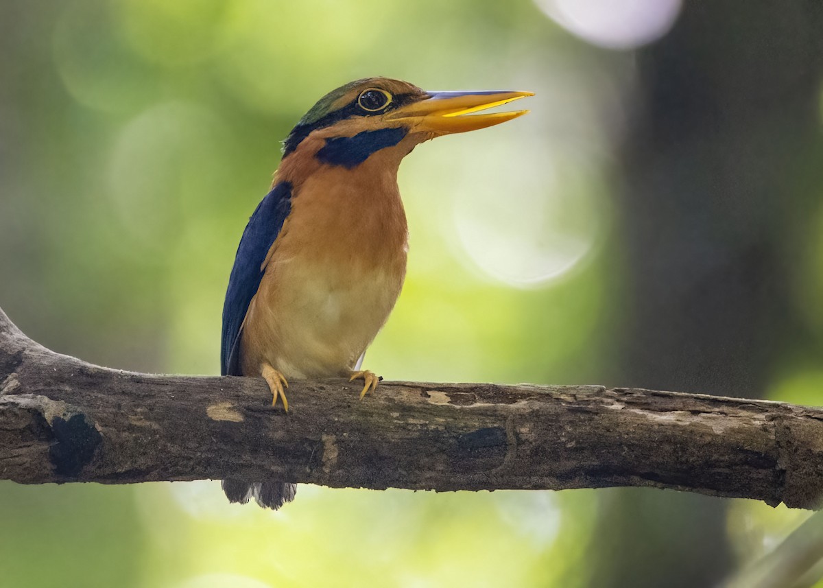 Rufous-collared Kingfisher - ML637916716