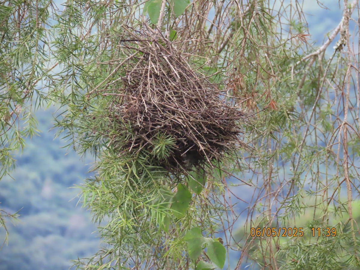 Streak-fronted Thornbird - ML637916725