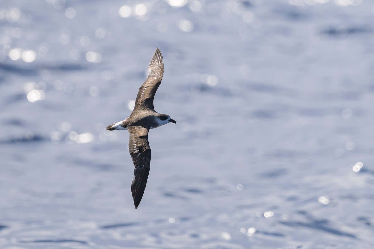 Black-capped Petrel (Dark-faced) - ML637916733