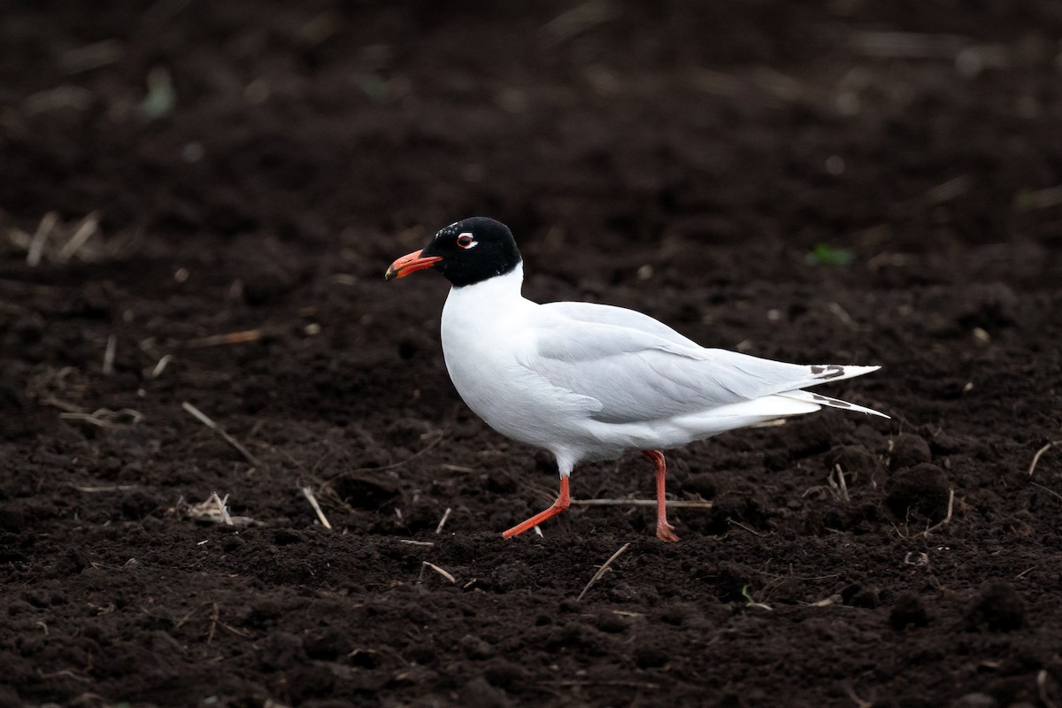 Mediterranean Gull - ML637916738