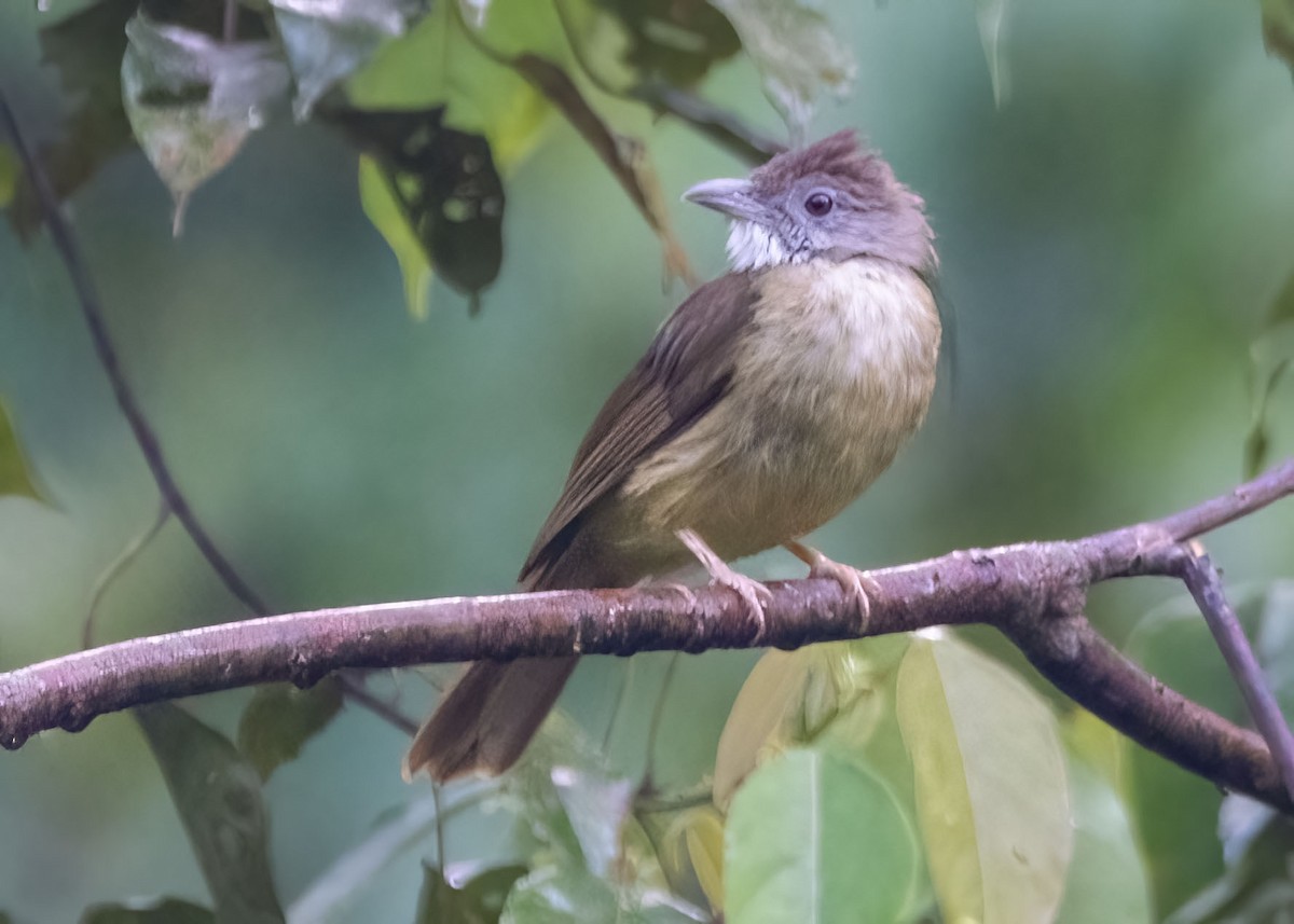 Gray-cheeked Bulbul - ML637916740