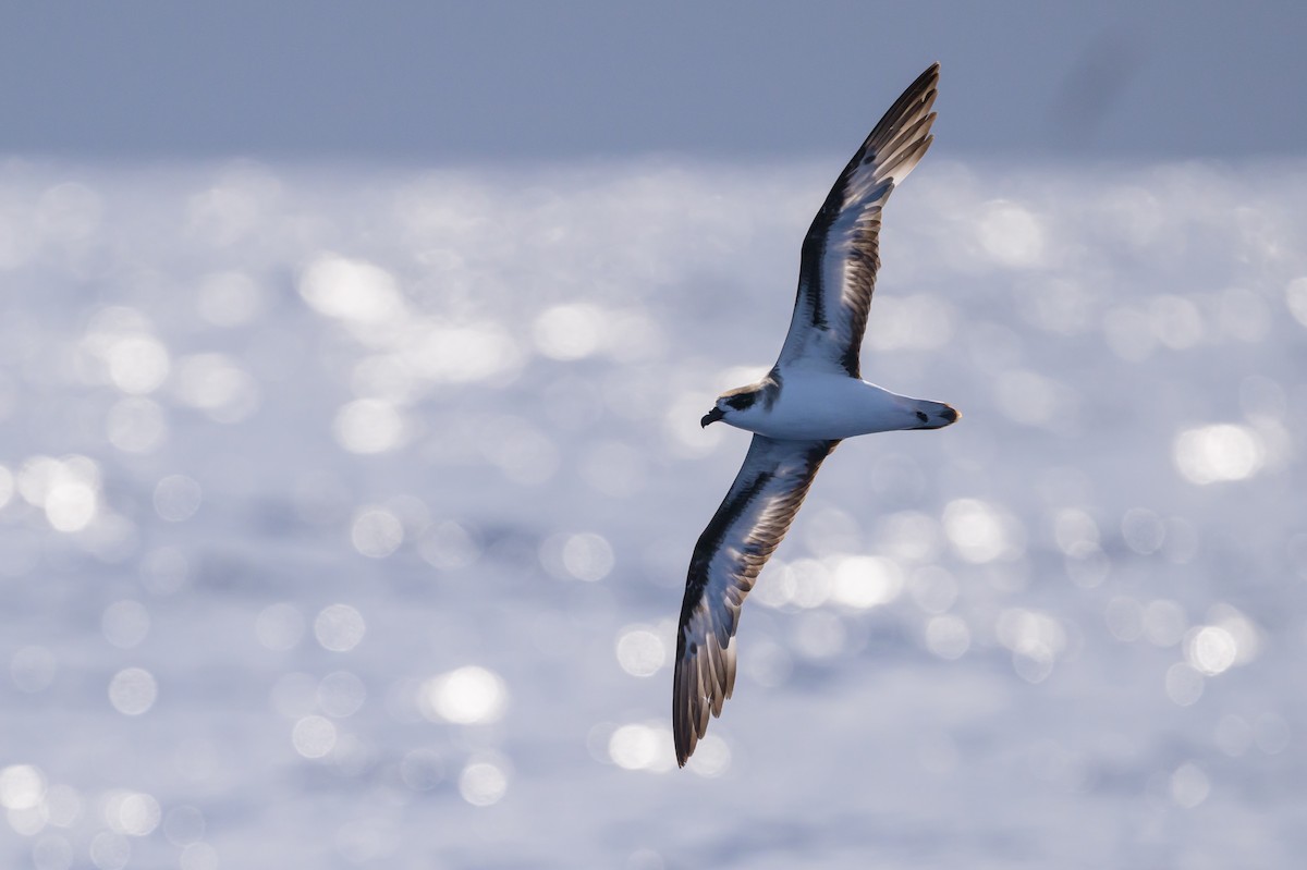 Black-capped Petrel (Dark-faced) - ML637916741