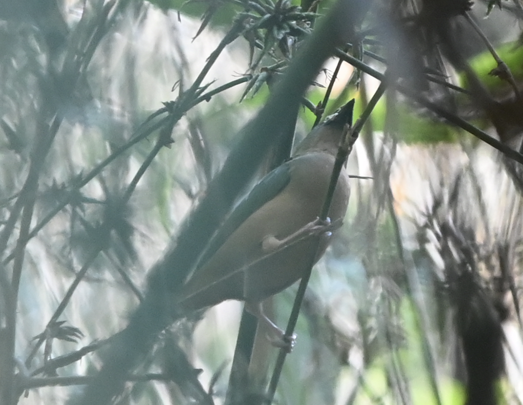 Pin-tailed Parrotfinch - ML637916746
