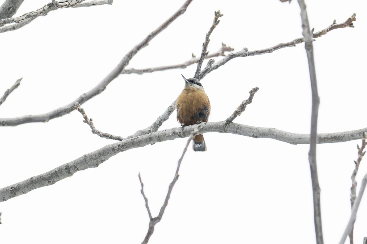 Kashmir Nuthatch - ML637916754