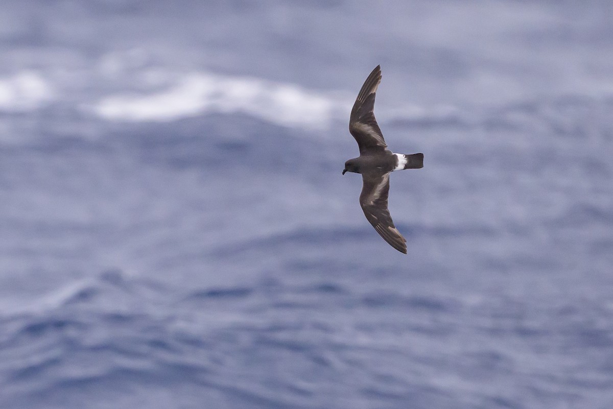 Band-rumped Storm-Petrel - ML637916759