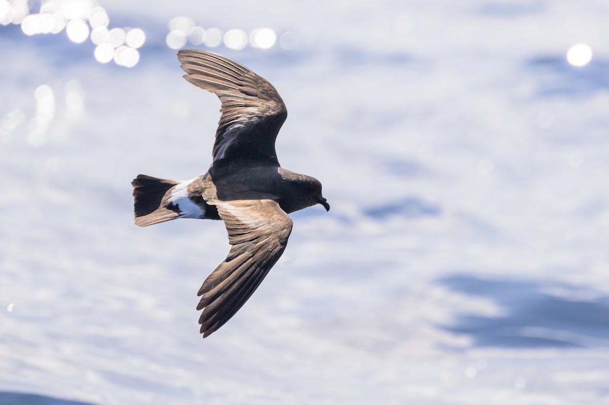 Band-rumped Storm-Petrel - ML637916761