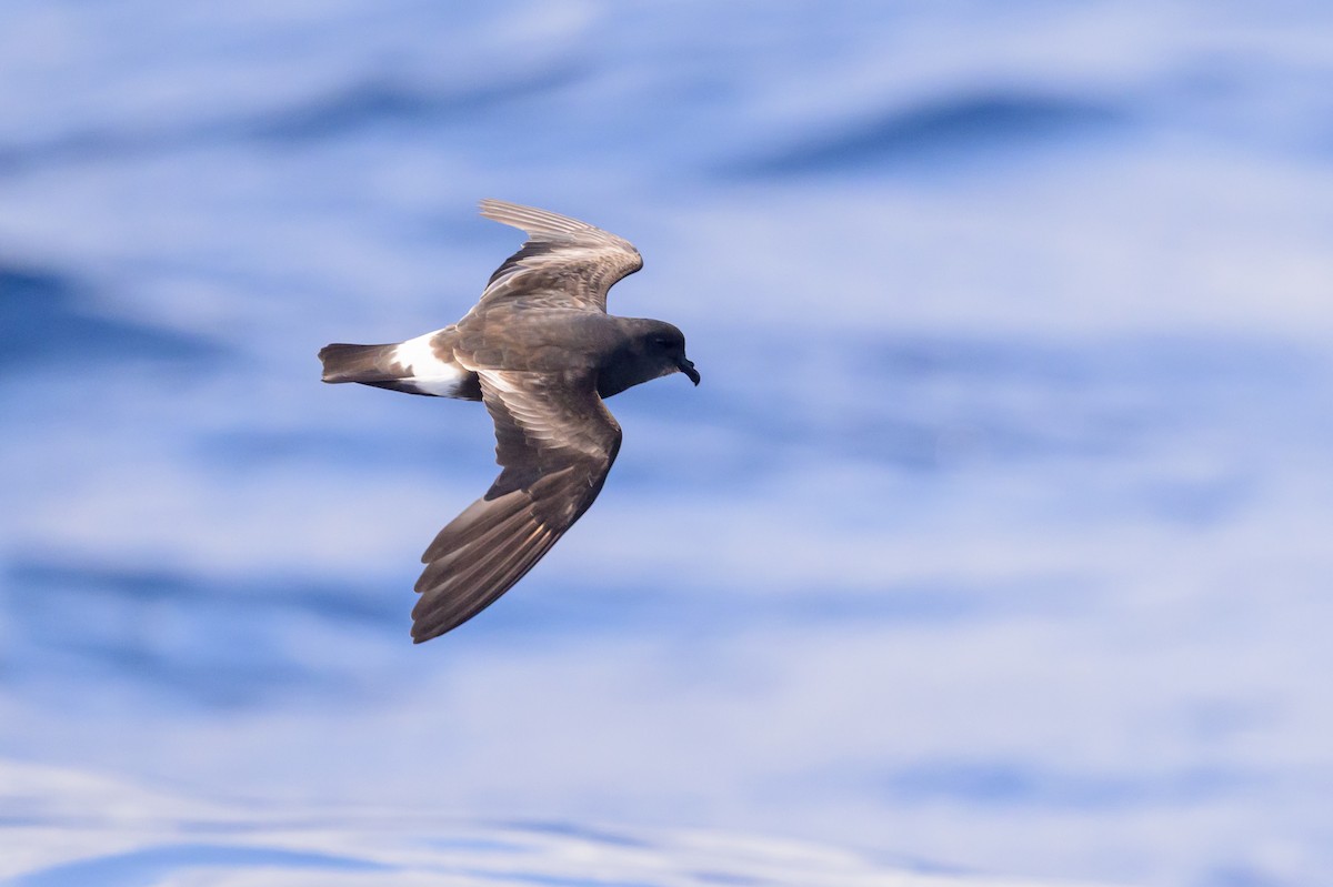 Band-rumped Storm-Petrel - ML637916762