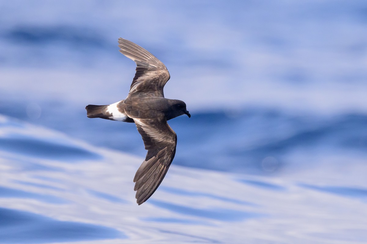 Band-rumped Storm-Petrel - ML637916765