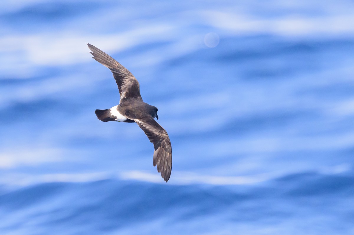 Band-rumped Storm-Petrel - ML637916766
