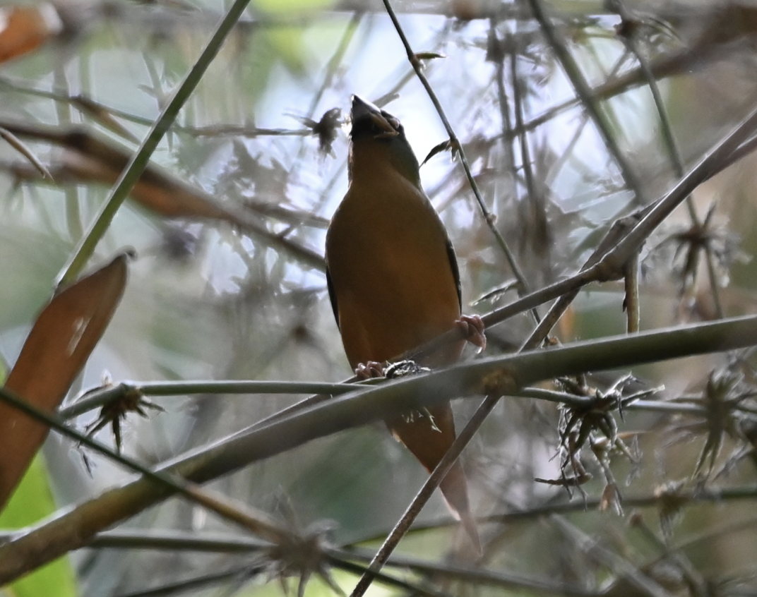 Pin-tailed Parrotfinch - ML637916771