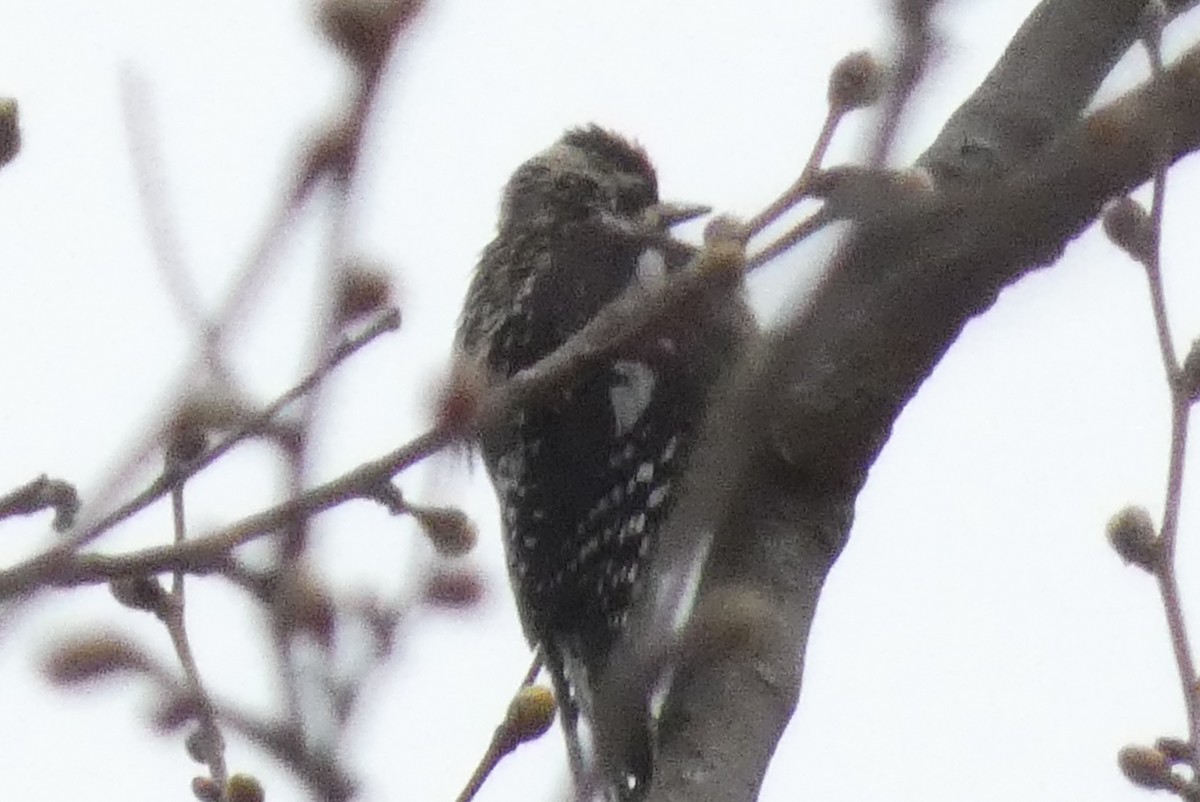 Yellow-bellied Sapsucker - ML637916783