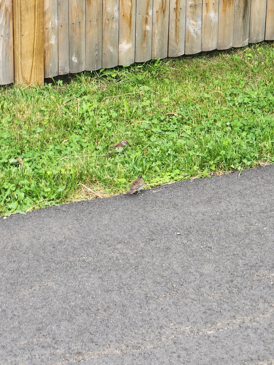 Chipping Sparrow - ML637916784