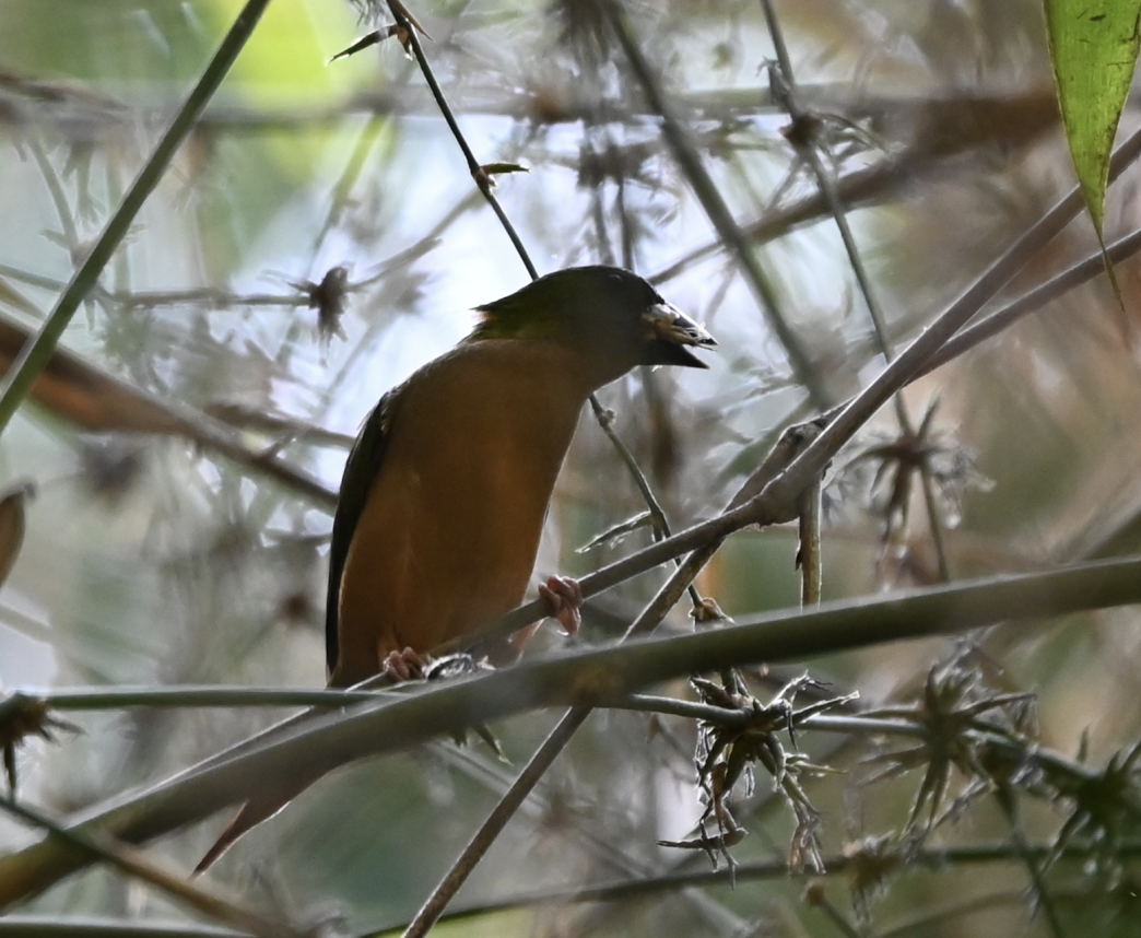 Pin-tailed Parrotfinch - ML637916785