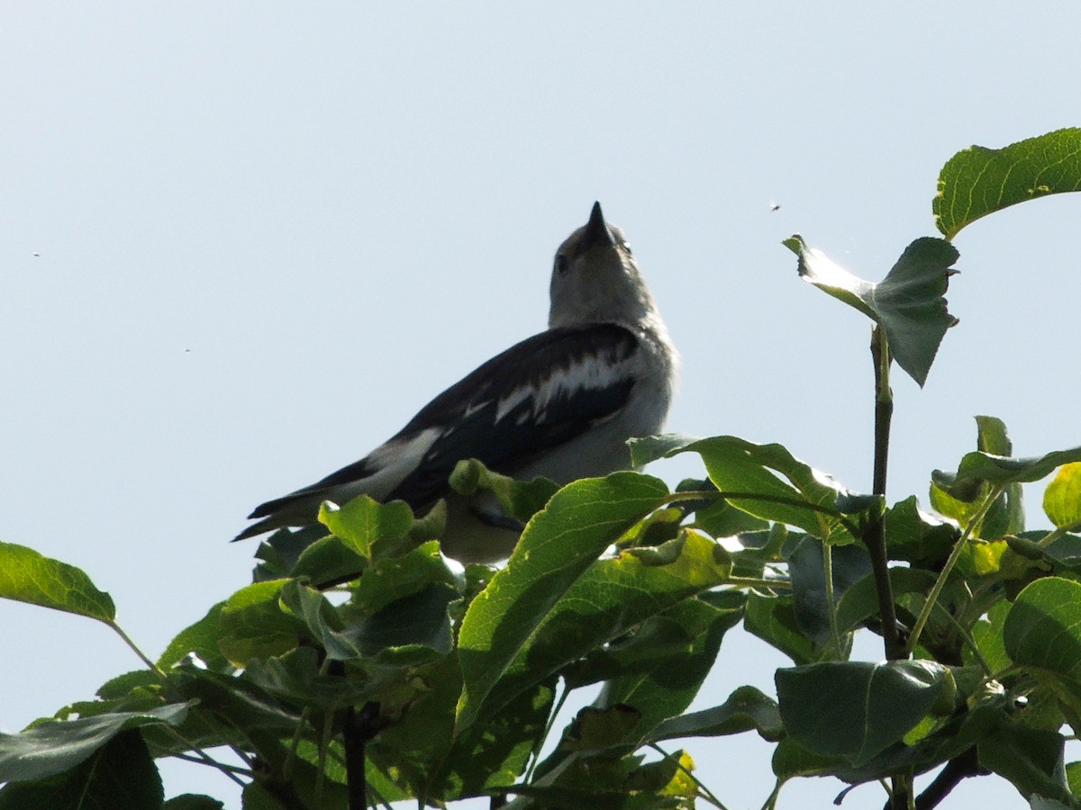 Daurian Starling - ML637916786