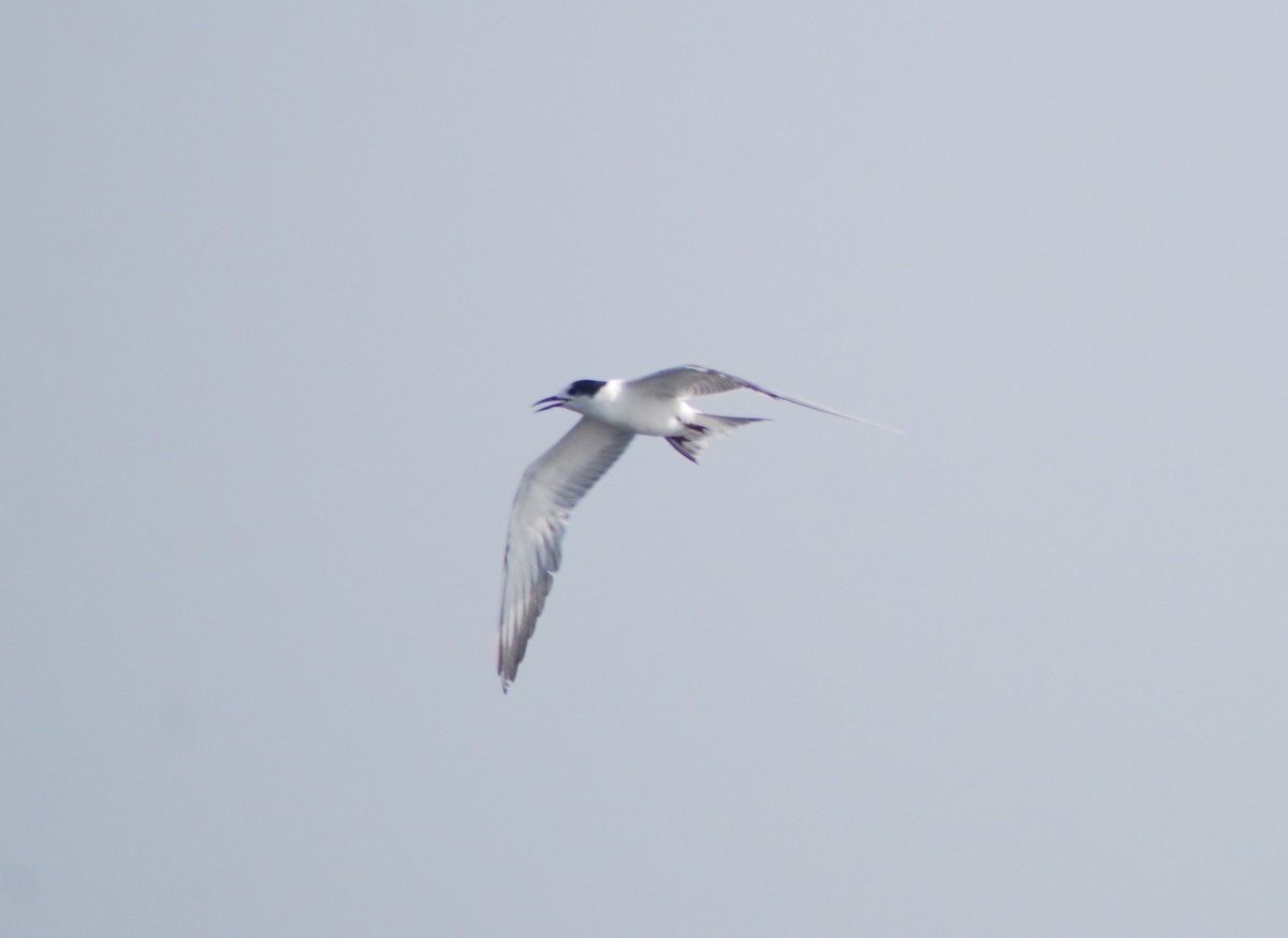 Sumru (longipennis) - ML637916789